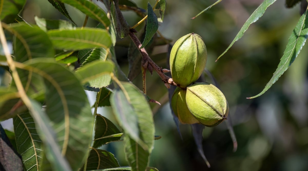 Three unripe, vibrant green pecans suspended delicately by a slender, earthy brown stem, promising the upcoming harvest of nature's bounty. In the foreground, a tapestry of luxuriant leaves unfolds, showcasing the tree's vitality and its nurturing environment.