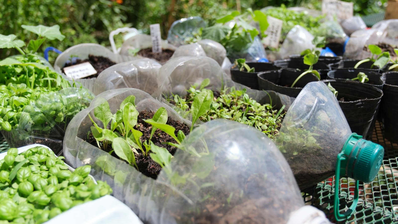 Leafy vegetable seedlings thrive in clear plastic bottles used as pots, basking under the sun's nourishing rays, growing steadily in their makeshift homes.