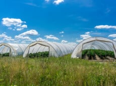 Greenhouse plastic covers on frames in field