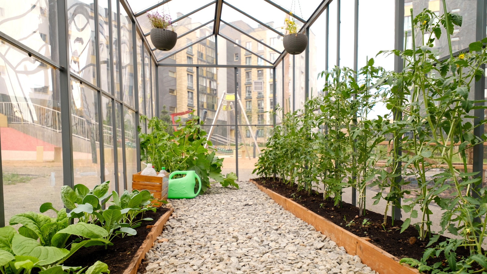 Greenhouse with tomatoes and other crops in raised beds