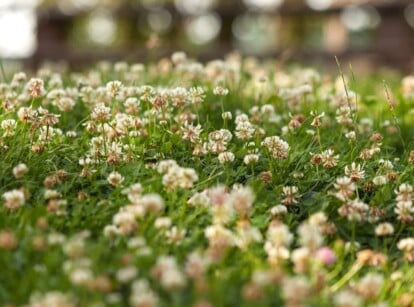 ground cover lawn or grass. Close-up of ground cover lawn of Trifolium repens in the garden. Trifolium repens, commonly known as White Clover, is a low-growing perennial plant that features trifoliate leaves arranged alternately along creeping stems that root at the nodes. Each leaflet is heart-shaped and has a smooth texture with a pale green coloration. The plant produces round, white to pale pink, globe-like flower heads that sit atop slender stems.