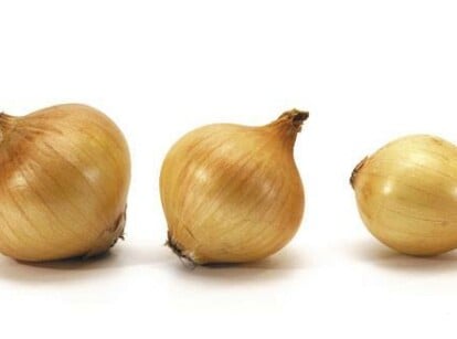 Grow Hydroponic Onions