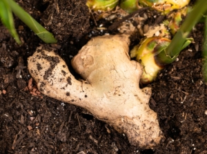 grow store-bought ginger. Close-up of sprouted Ginger rhizome in soil. Ginger rhizome presents a knobby and irregular appearance with pale beige to yellowish-brown skin. The rhizomes feature fibrous roots and nodes from which shoots emerge.