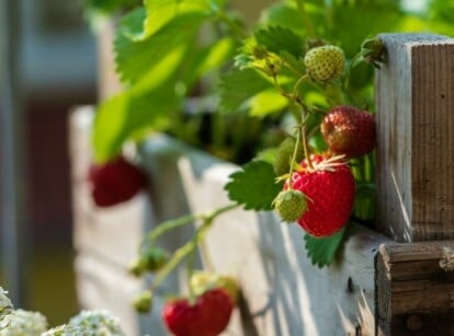 grow strawberries in raised beds