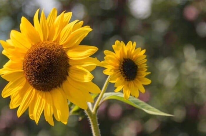 Grow Sunflowers