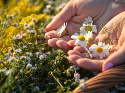 Close-up of a woman's hands holding freshly picked Chamomile flowers over a basket of freshly picked herbs in a wicker basket. Chamomile flowers are charming and daisy-like, with delicate white petals surrounding a central, vibrant yellow disk.