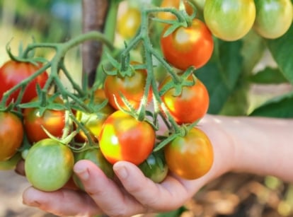 grow tomatoes in shade. Close-up of a woman's hand showing a cluster of ripening cherry tomatoes that present a vibrant medley of colors, ranging from shades of green to deep red, nestled amidst the lush foliage.