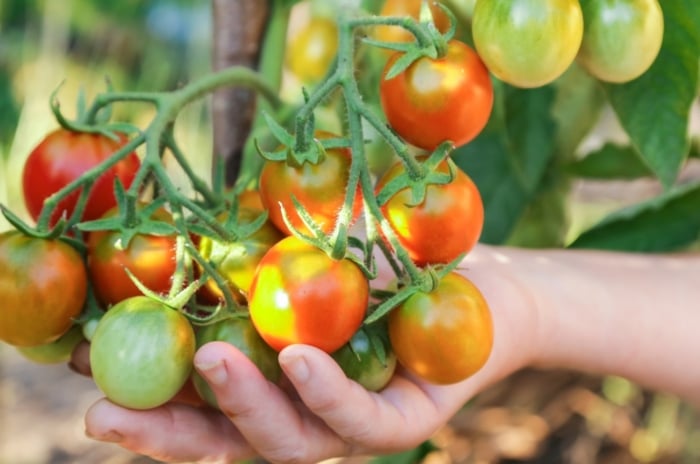 grow tomatoes in shade. Close-up of a woman's hand showing a cluster of ripening cherry tomatoes that present a vibrant medley of colors, ranging from shades of green to deep red, nestled amidst the lush foliage.