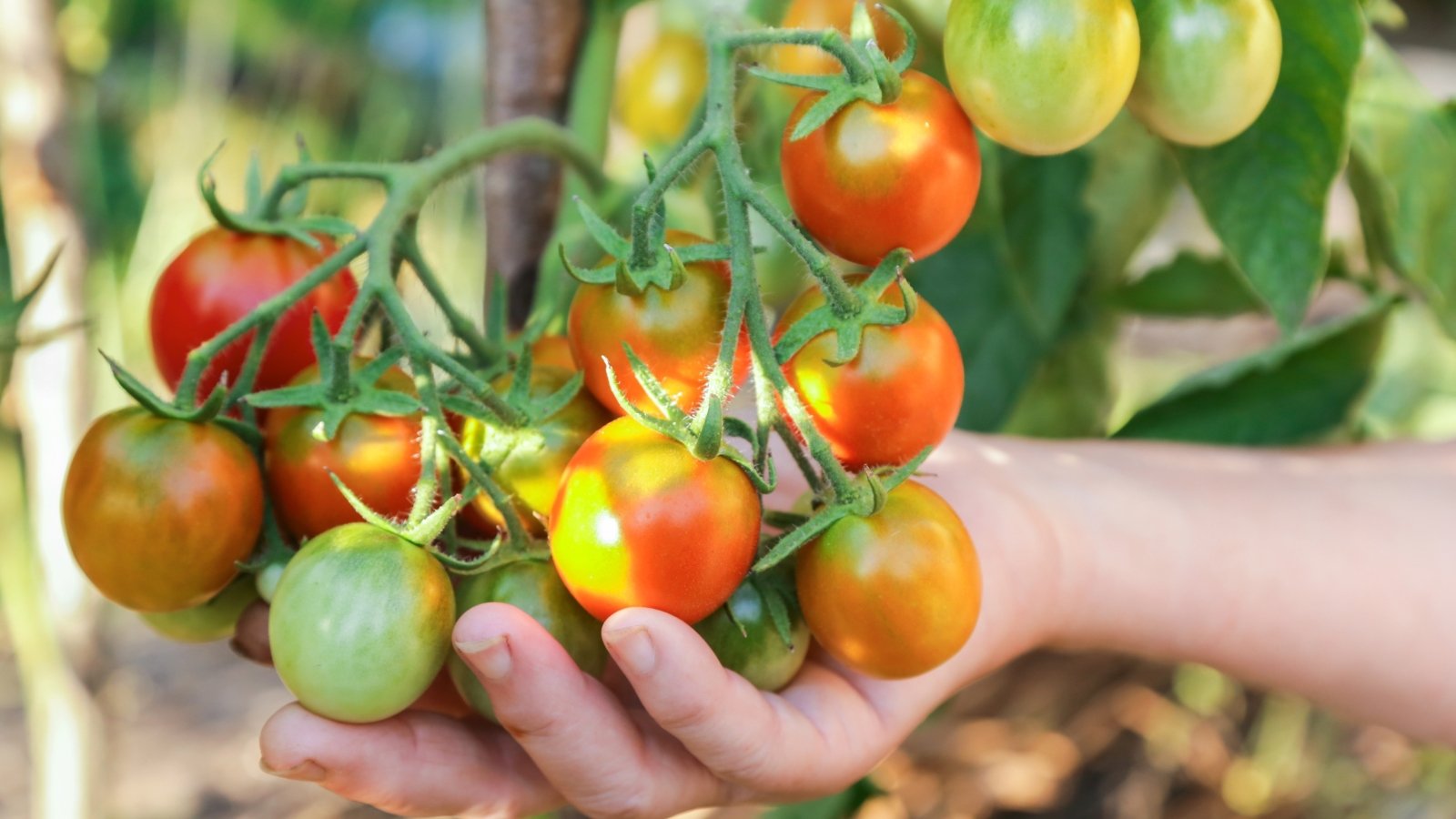 grow tomatoes in shade. Close-up of a woman's hand showing a cluster of ripening cherry tomatoes that present a vibrant medley of colors, ranging from shades of green to deep red, nestled amidst the lush foliage.