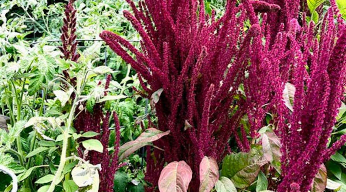 Growing amaranth