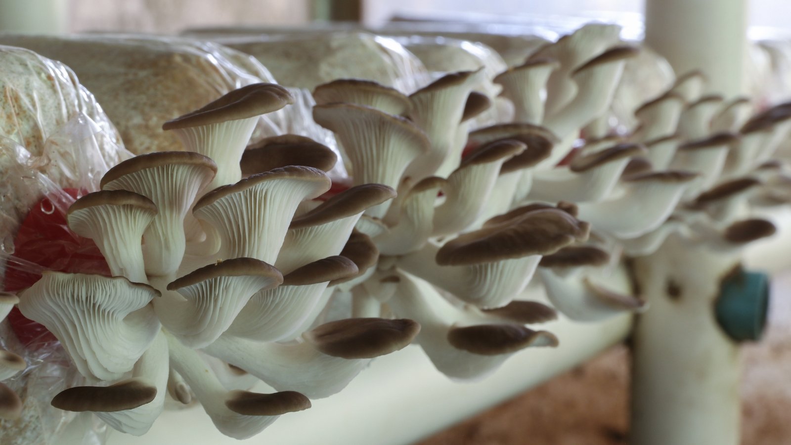 White home-grown mushrooms flourish from plastic bag containers, displaying intricate textures and earthy hues, embodying sustainable cultivation practices and fostering a connection between nature and urban living in a domestic setting.