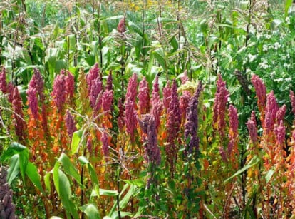 Growing quinoa