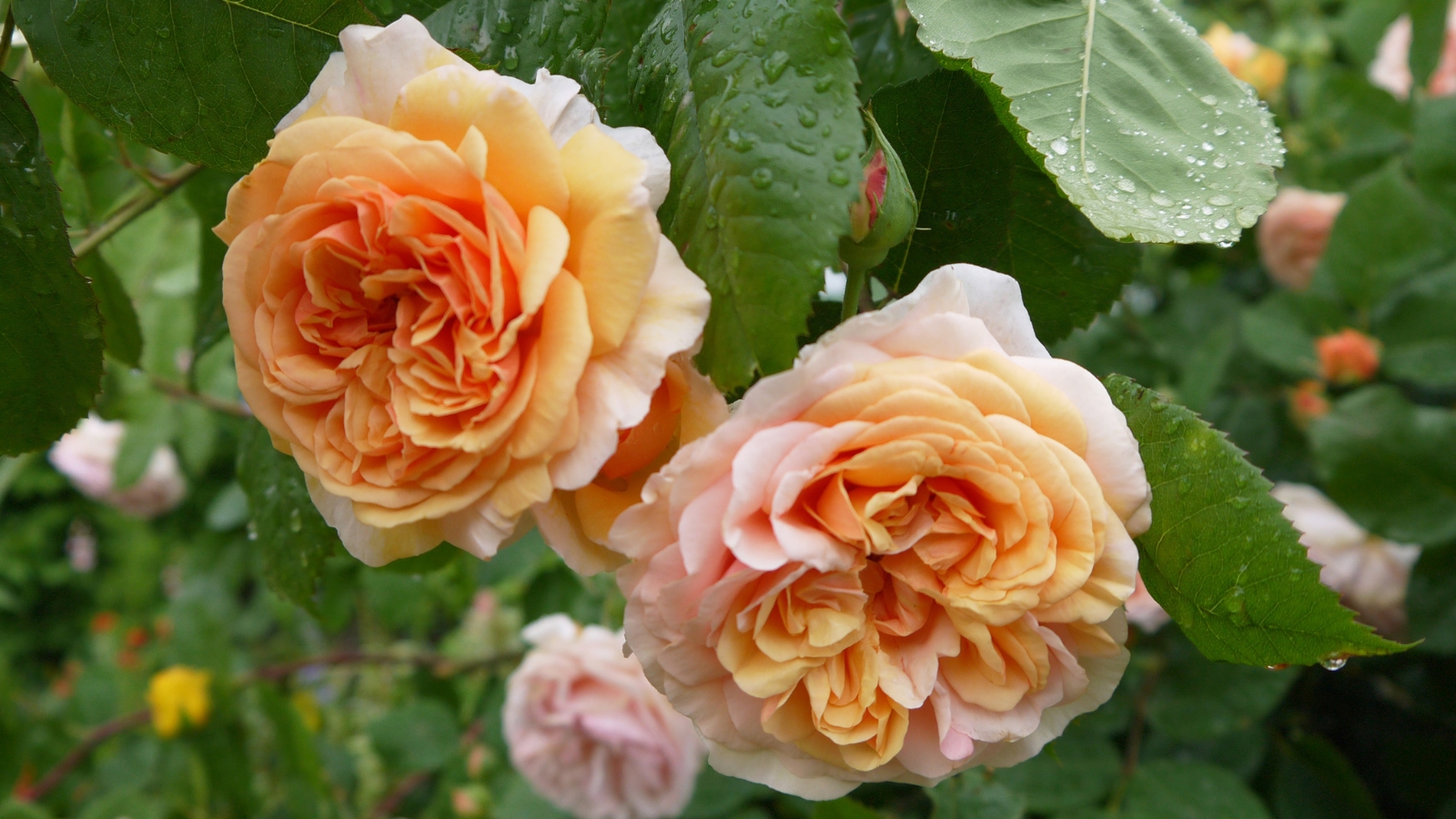 'Fun in the Sun' roses, their apricot petals like sunlit dreams, sway gently among moist, green leaves, a vibrant celebration of nature's beauty.