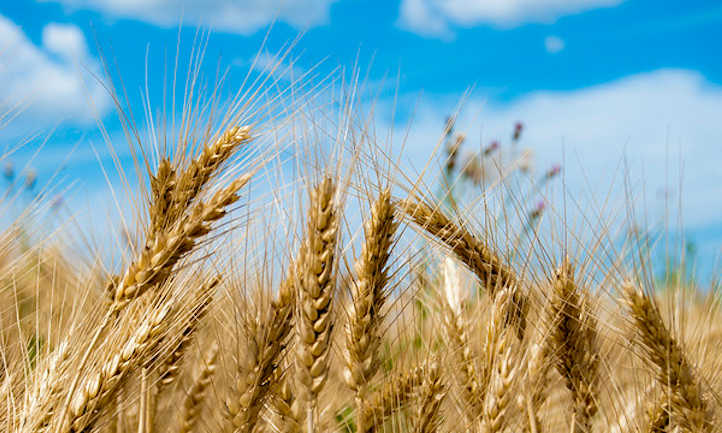 Growing wheat