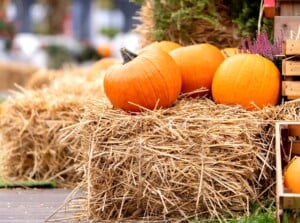 a pile of bright orange pumpkins sit atop a decorative fall straw bale.