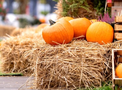 a pile of bright orange pumpkins sit atop a decorative fall straw bale.