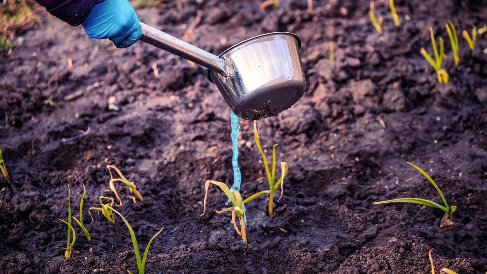 Close-up of a gardener's gloved hand carefully applying a vibrant blue liquid fertilizer from an iron bowl onto a bed of growing onions.  