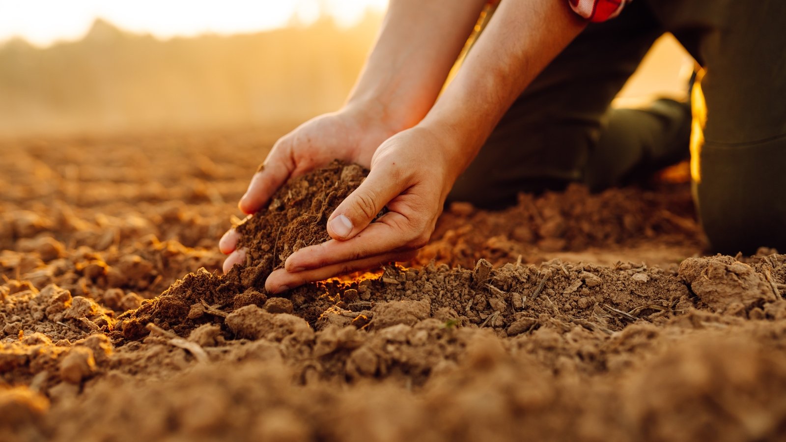 Close-up of a woman's hands gently sifting through the soil, feeling its texture and moisture content as sunlight streams through the garden.