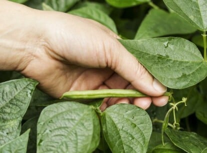 Hand Picking Fertilized Green Beans