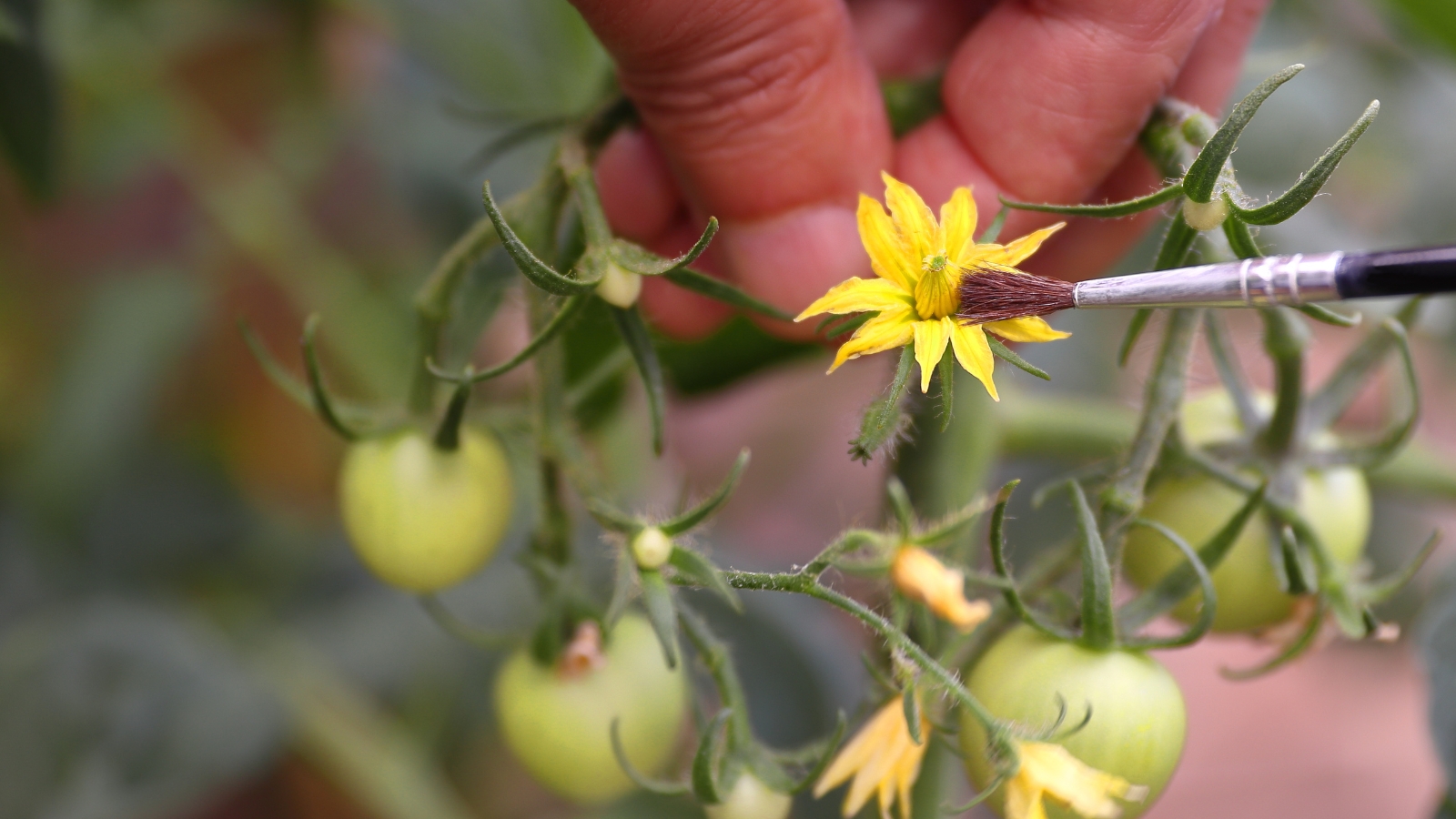 Close-up of gardener's hands collecting pollen from tomato flowers using a paint brush.