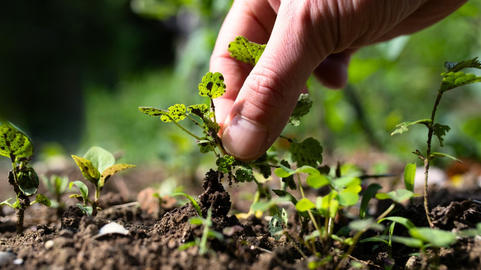Close-up of a gardener's hand pulling a tiny weed out of the soil in a garden bed.