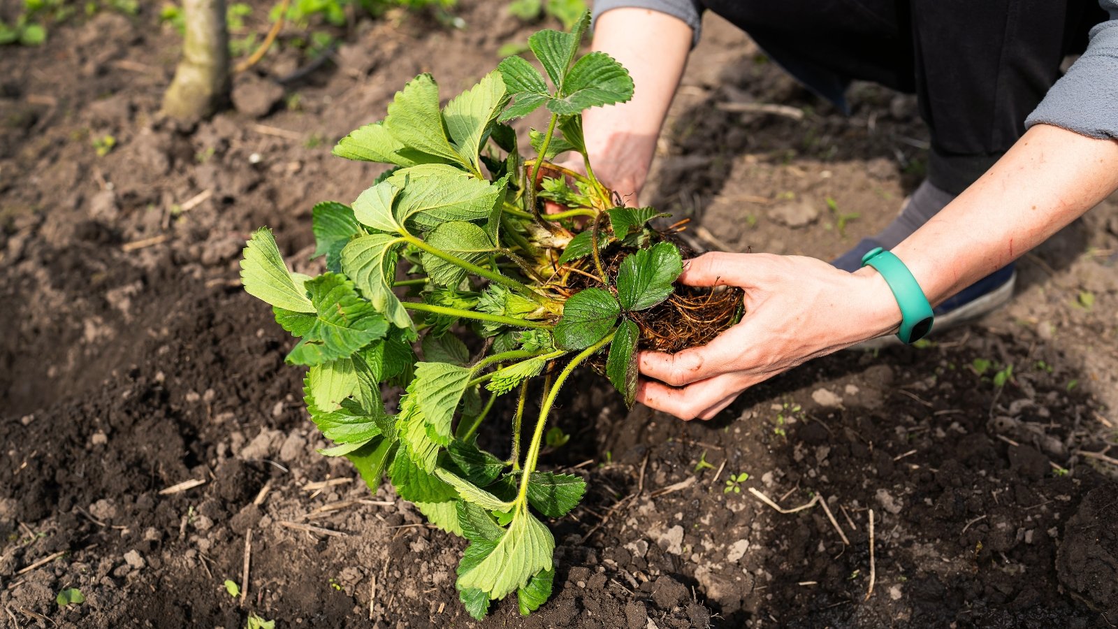 Close-up of a female gardener transplanting strawberry seedlings into soil in a sunny garden. She is holding in her hands a bunch of bare-rooted seedlings. Strawberry bare-rooted seedlings consist of a central crown or stem adorned with a few sets of vibrant green leaves, arranged in clusters of three. Beneath the crown, slender, pale brown roots extend outward.