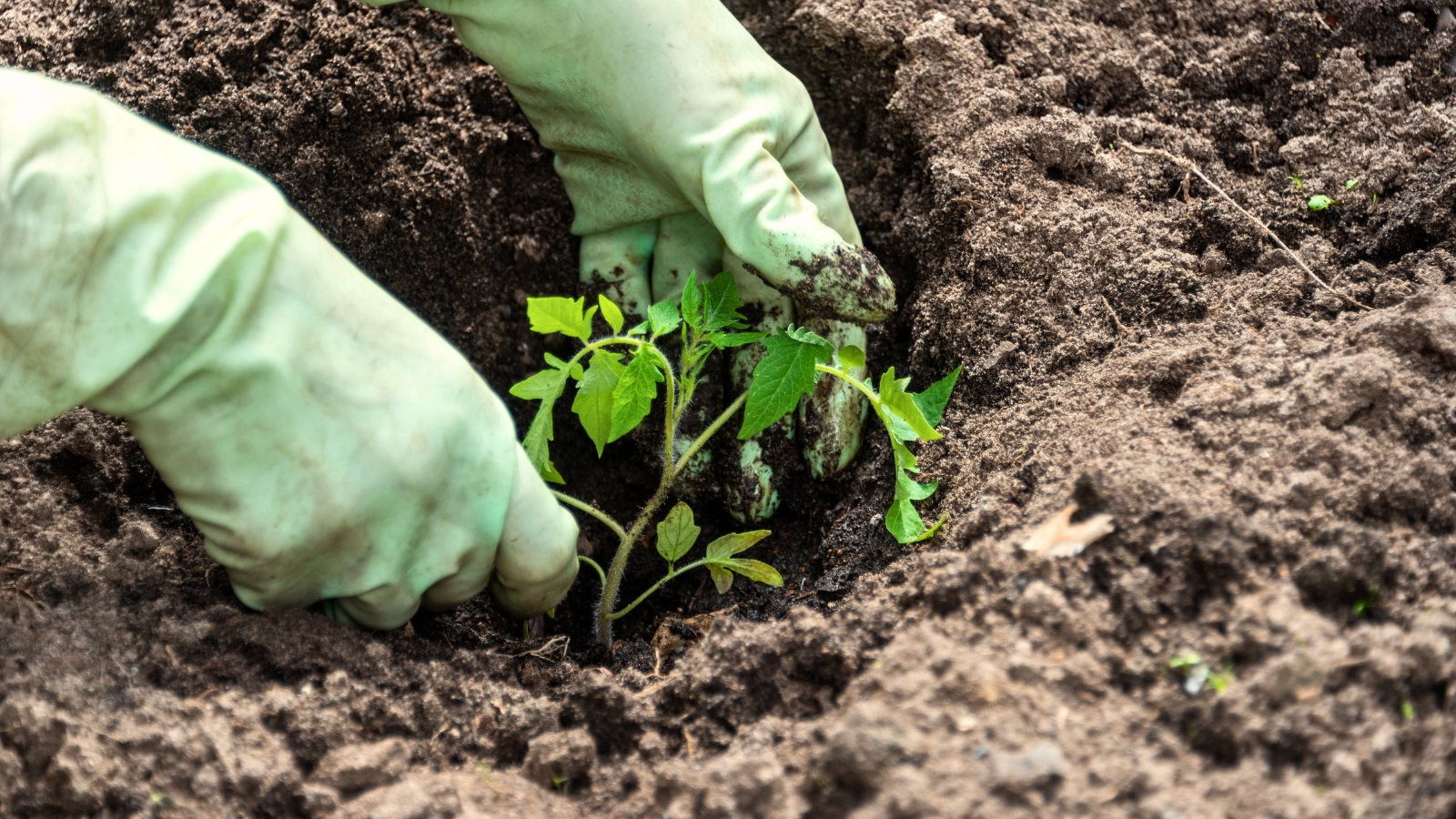 Close-up of a gardener's hands, adorned with pale green gloves, planting a young tomato seedling into the soil in the garden.