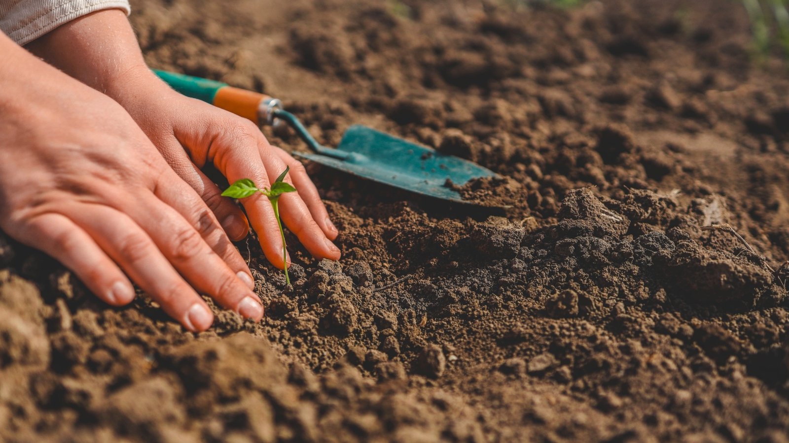 Close-up of female hands planting a young sapling consisting of a thin stem and a pair of oval green leaves with pointed tips among loose, moist soil in the garden.