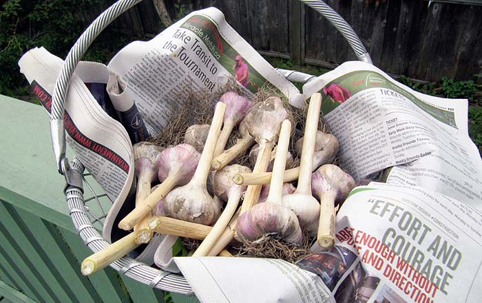 Hardneck garlic