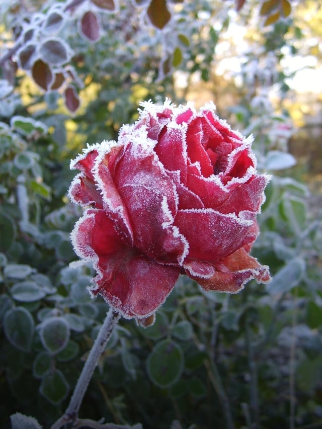 17 Different Varieties of Winter Hardy Roses For Cold Climates