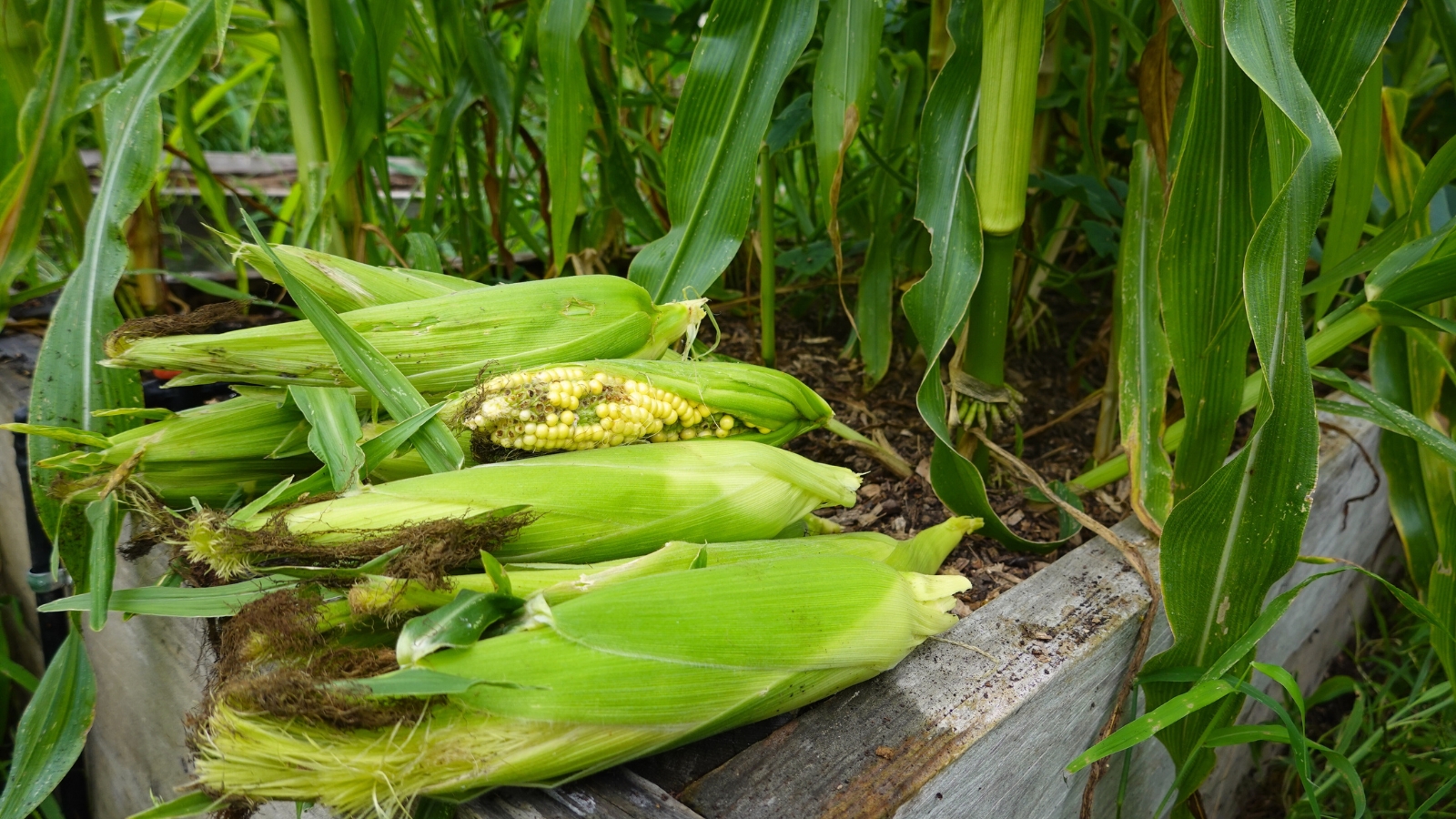 Close-up of freshly picked ears of corn on a wooden raised bed, which are elongated, cylindrical ears covered in husks, with rows of plump kernels in a pale yellow shade tightly packed together.