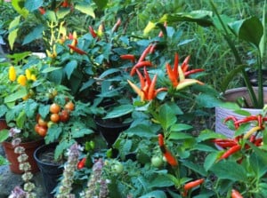 Assorted pots display vegetables, such as cherry tomatoes and hot peppers, bursting with color and flavor. The cherry tomatoes gleam with a rich red hue, while the hot peppers add a fiery touch, promising a tantalizing culinary experience.