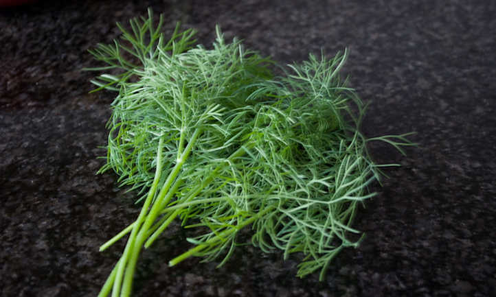 Harvested dill