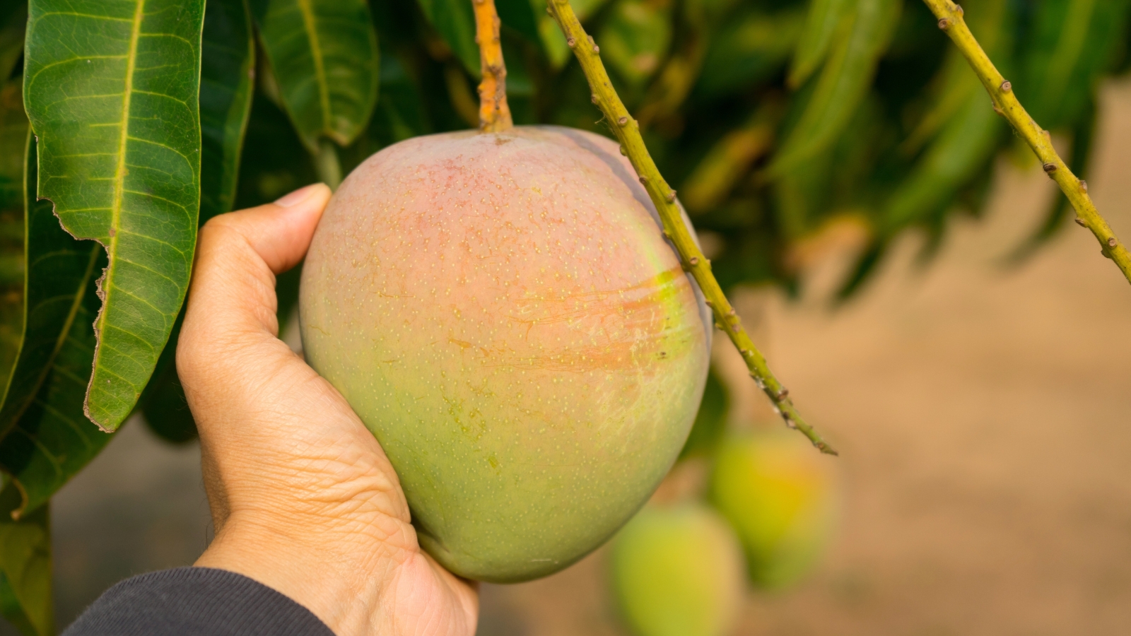 Close-up of a man's hand delicately plucking a ripe, oval-shaped mango fruit with golden-pinkish skin from a tree in the garden.