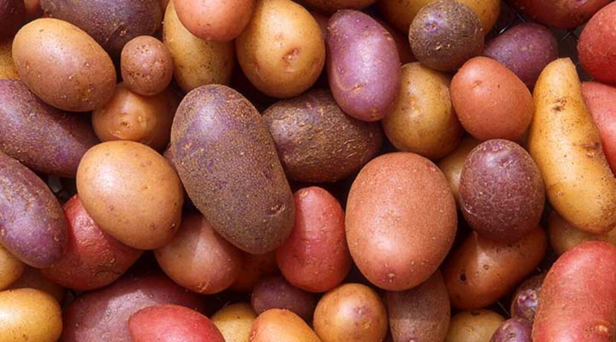 Harvesting Potatoes