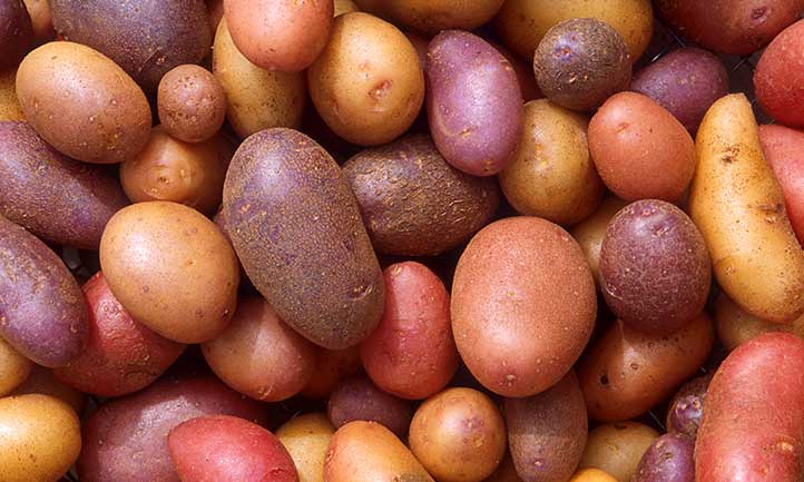 Harvesting Potatoes