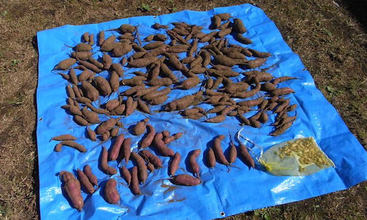 Harvesting sweet potatoes