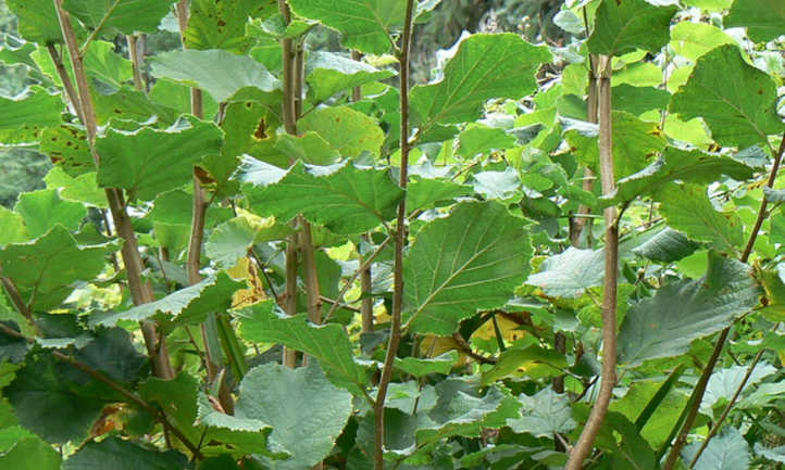 Hazelnut foliage