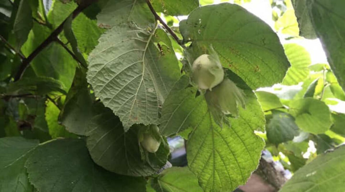 Hazelnut tree