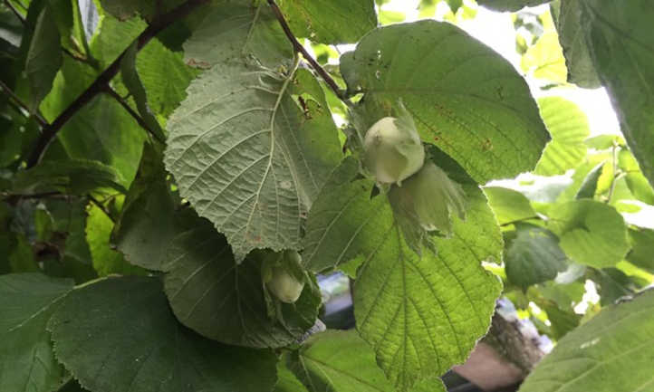 Hazelnut tree