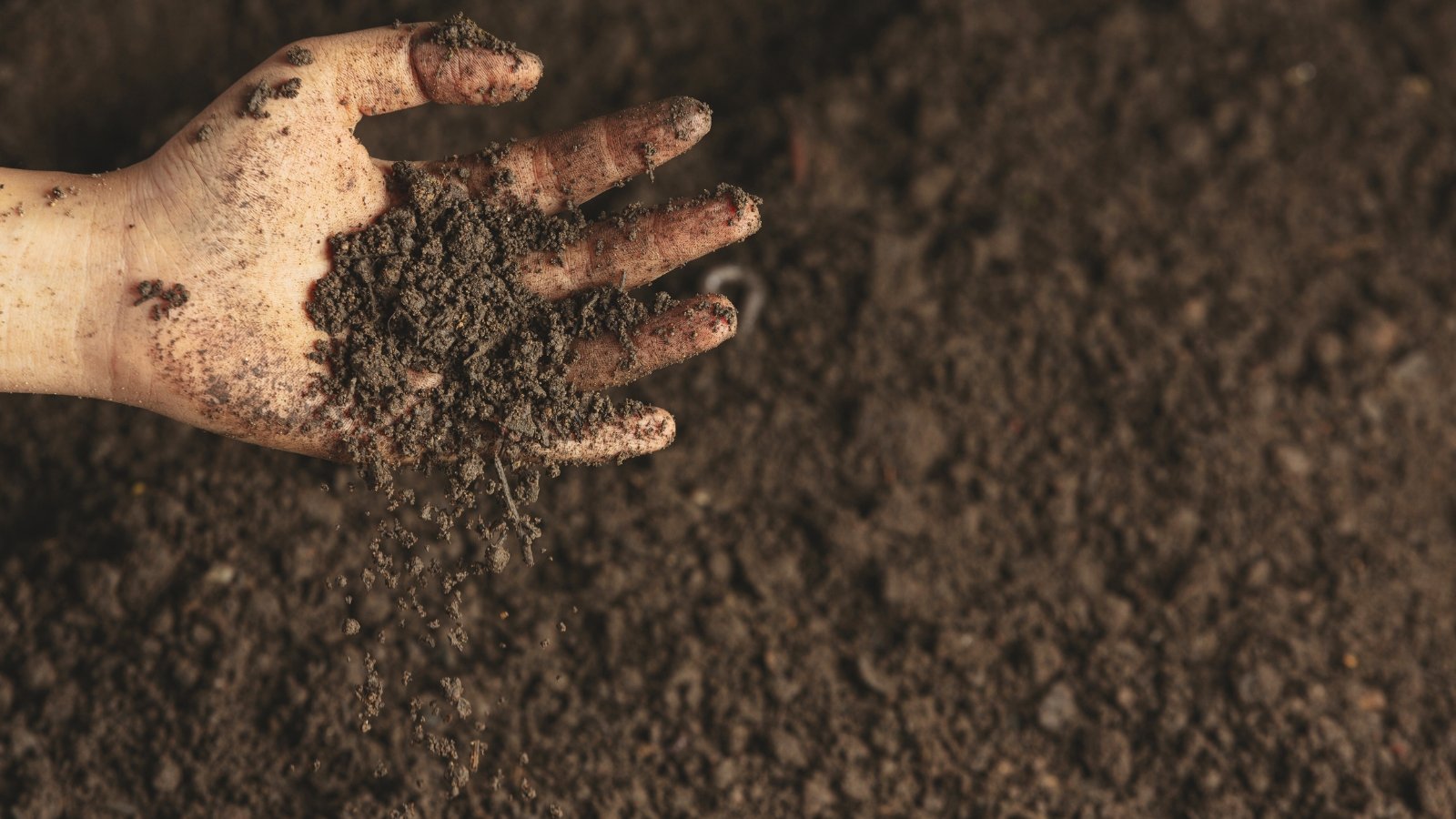 Close-up of a hand pouring healthy soil through its fingers against the background of soil in the garden.