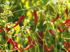 heat-resistant vegetables