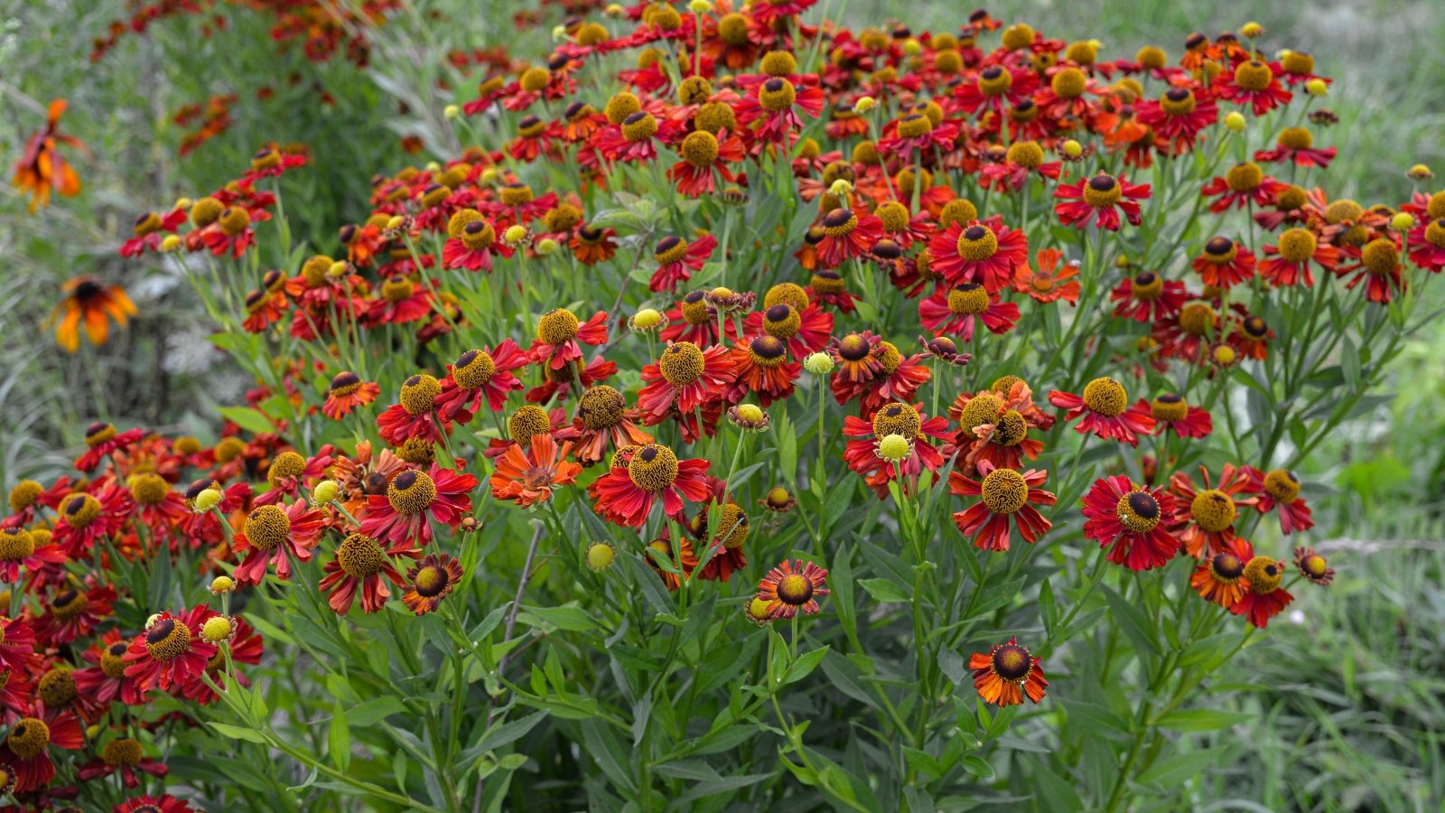 The Helenium plant features sturdy stems and lance-shaped leaves that serve as a backdrop to its vibrant, daisy-like flowers of bright orange-red with prominent cone-shaped centers.