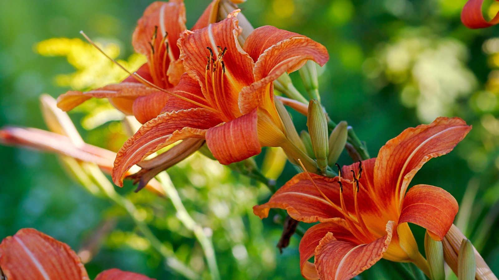 Hemerocallis, known as daylilies, display tall, slender stems and strap-shaped leaves, producing large, trumpet-shaped orange flowers.