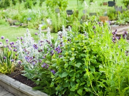 A wooden raised bed showcases a lush assortment of herbs, vibrant green with pops of purple and white flowers, creating a lively botanical haven in the garden.