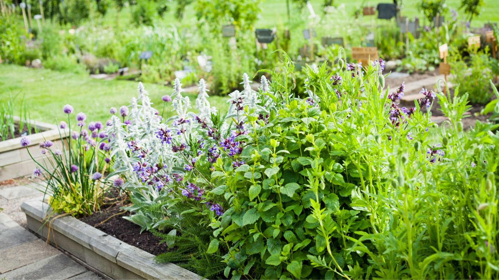 A wooden raised bed showcases a lush assortment of herbs, vibrant green with pops of purple and white flowers, creating a lively botanical haven in the garden.