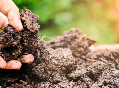 Close-up of a man's hand holding compost with herbicide contamination, on a blurred green background. The compost is similar in color to soil, slightly lumpy.