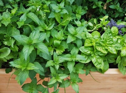 A raised wooden plant bed with rich soil nurtures a variety of plants, including fragrant peppermint and flavorful basil. The textured wood frame adds a rustic charm to the garden, creating a serene environment for the thriving greenery.