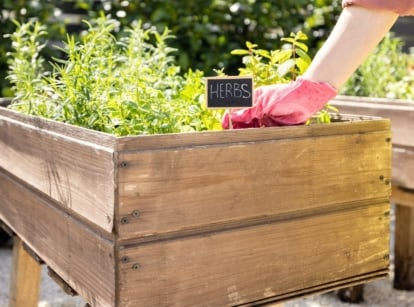 herbs raised beds. A close-up of a woman's hand in a pink glove holding a black sign reading 'herbs,' set against a backdrop of a raised wooden bed with various herbs growing, including rosemary and mint.