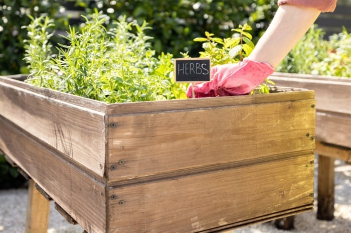 herbs raised beds. A close-up of a woman's hand in a pink glove holding a black sign reading 'herbs,' set against a backdrop of a raised wooden bed with various herbs growing, including rosemary and mint.